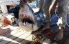 Постраждалі від нападів акули туристи розповіли подробиці трагедії