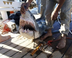 Постраждалі від нападів акули туристи розповіли подробиці трагедії