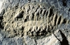 В Африке нашли останки живтных возрастом более 400 млн лет (ФОТО)