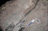 Археологи відкопали новий вид &quot;рогатих&quot; динозаврів віком 100 млн років (ФОТО)