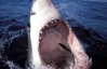 До нападів акул на туристів причетна розвідка Ізраїлю -  єгипетський губернатор