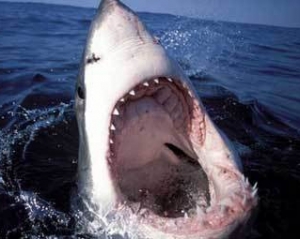 К нападлениям акул на туристов причастна разведка Израиля - египетский губернатор