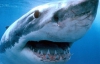 Постраждалим від нападів акул виплачуватимуть по 50 тисяч доларів