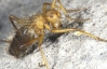 В Африці знайшли &quot;муху-павука&quot; (ФОТО)