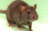Американцы вырастили крыс с человеческим мозгом