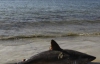 У Єгипті п'яний серб стрибнув на акулу - людожера і вбив її