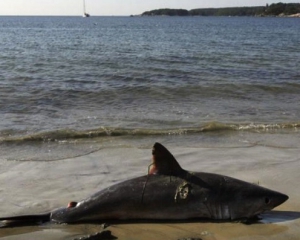 В Египте пьяный серб прыгнул на акулу-людоеда и убил ее