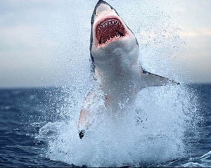 Історію про вбивство акули п&#039;яним сербом вигадав гумористичний сайт 