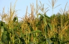 В Украине сгнил миллион тонн кукурузы из-за квот на экспорт