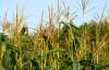 В Украине сгнил миллион тонн кукурузы из-за квот на экспорт