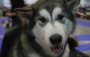 Сибирский хаски умеет отпирать замки