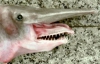 Севастопольские рыбаки выловили акулу-гоблина (ФОТО)