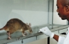 Учені видресирували щурів знаходити туберкульозні бактерії (ФОТО)