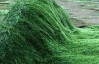 Сине-зеленые водоросли омолаживают женский организм
