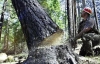Янукович запретил вырубку деревьев в Киеве