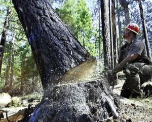 Янукович заборонив вирубку дерев у Києві 