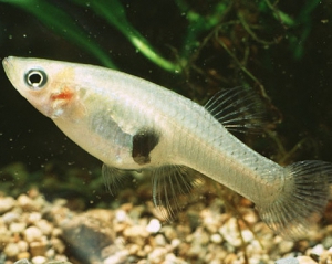 Риби вміють рахувати не гірше студентів - учені