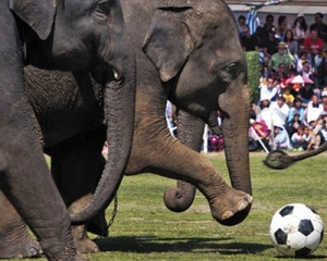 В Непале слоны сыграли футбольный матч (ВИДЕО)