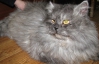 В Ровно 18-килограммовый кот приносит удачу (ФОТО)