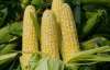 На производстве кукурузы и рапса можно заработать больше - эксперт