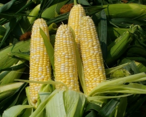 На производстве кукурузы и рапса можно заработать больше - эксперт