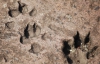 Останки самой древней одомашненой собаки нашли в куче фекалий (ФОТО)