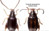 Найдены новые виды жуков, которые питаются неизвестными растениями (ФОТО)