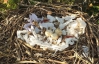 Ученые увидели в гнездах птиц тайные послания