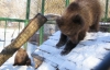 Омельченко приобрел для Киевского зоопарка двух медвежат (ФОТО)