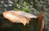 В столице незаконно вырубили более тысячи деревьев