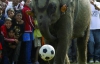 Слониха Бонни три года играет в футбол 
