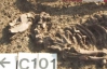 Обнаружены останки сторожевой собаки, охранявшей древний клад (ФОТО)