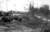 Біля стадіону "Олімпійський" вирубали 178 дерев
