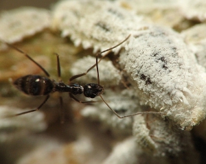 Ученые узнали, как сумасшедшие муравьи занимаются инцестом