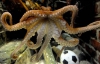 Поляки обзавелись осьминогом-прорицателем к Евро-2012