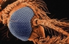 Обнаружен новый необычный подвид малярийного комара (ФОТО)