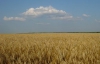 США: Через Україну світ страждатиме від нестачі пшениці 