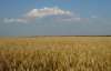США: Через Україну світ страждатиме від нестачі пшениці 