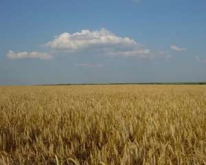 США: Из-за Украины мир будет страдать от нехватки пшеницы
