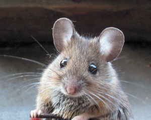 В Ізраїлі мишей навчили шукати вибухівку 