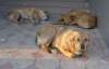 В Херсоне бездомных собак расстреливают из огнестрельного оружия