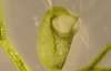 Учені побачили, як харчується найшвидша рослина-хижак (ФОТО)
