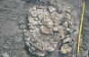 Во Вьетнаме откопали останки крокодилов возрастом 30 млн лет (ФОТО)
