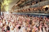Крымские фермеры замучили голодом 23 тысячи птиц