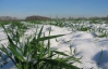 Из-за  морозов в этом году аграрии рискуют утратить урожай