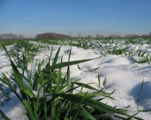 Из-за  морозов в этом году аграрии рискуют утратить урожай