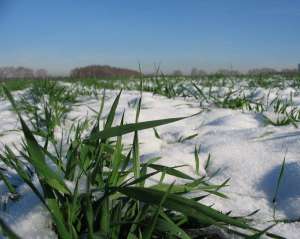 Через цьогорічні морози аграрії ризикують втратити врожай