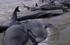 У Новій Зеландії приспали дельфінів, що викинулися на берег 