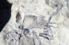 В Антарктиде нашли останки динозавра возрастом 190 млн лет