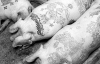 Татуювання свині роблять два місяці